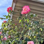 Mountain View Mobile Estates