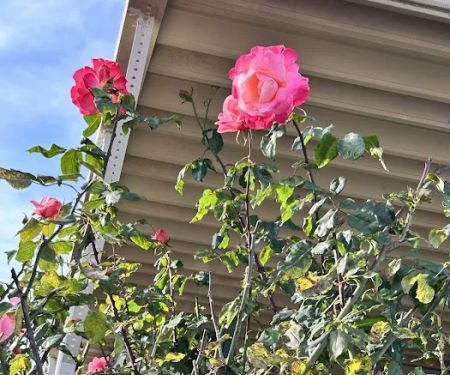 Mountain View Mobile Estates