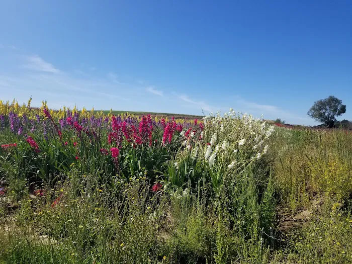 Quail Meadows East Picture 10