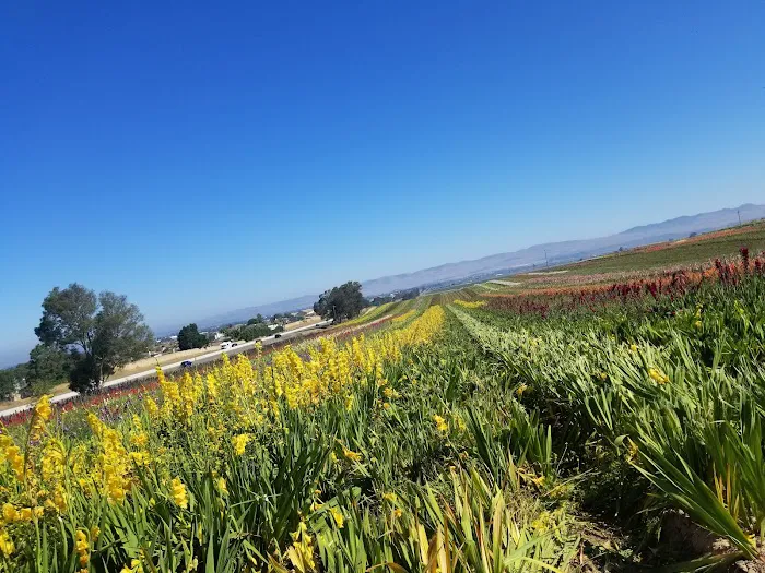 Quail Meadows East Picture 7