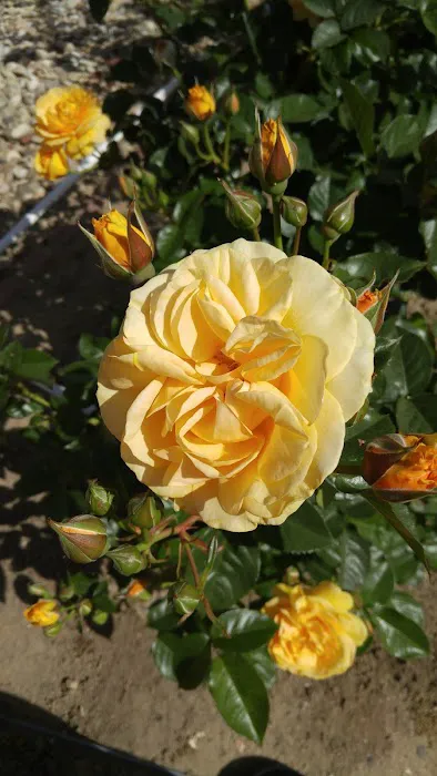 Casa Del Rio Mobile Estates Picture 5