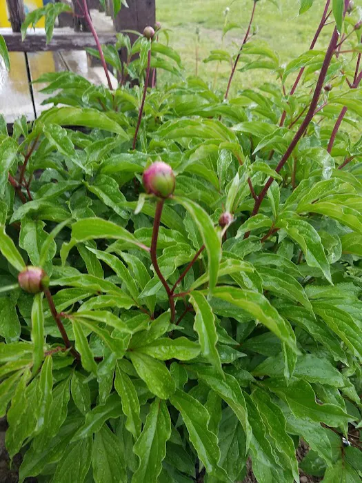 Sunny Slope Trailer Park Picture 2