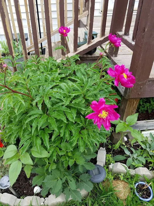 Sunny Slope Trailer Park Picture 6