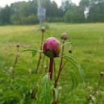 Sunny Slope Trailer Park