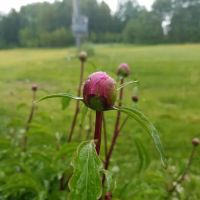 Sunny Slope Trailer Park ico