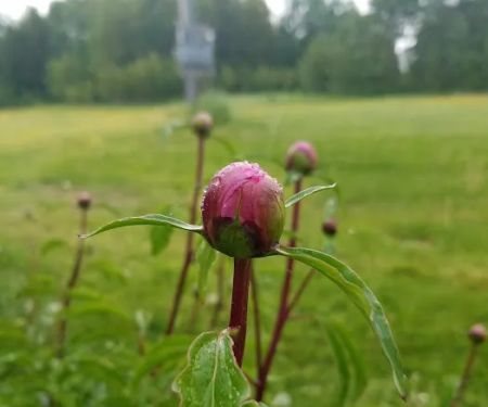 Sunny Slope Trailer Park