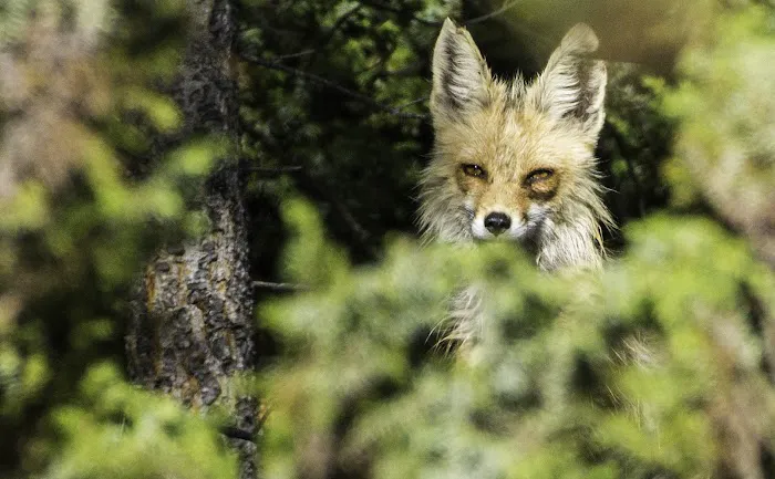 Roadside Trailer Park Picture 7