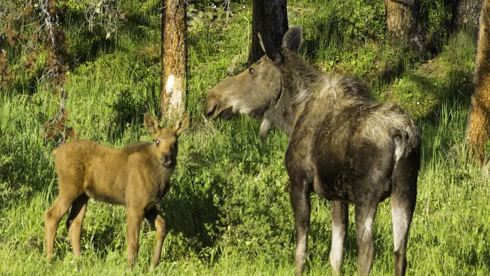 Roadside Trailer Park Picture 9