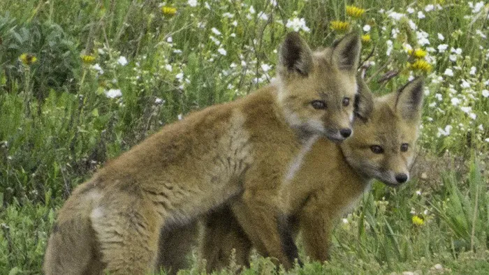 Roadside Trailer Park Picture 8