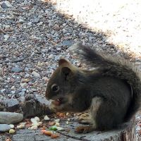 Wagon Wheel RV Campground ico