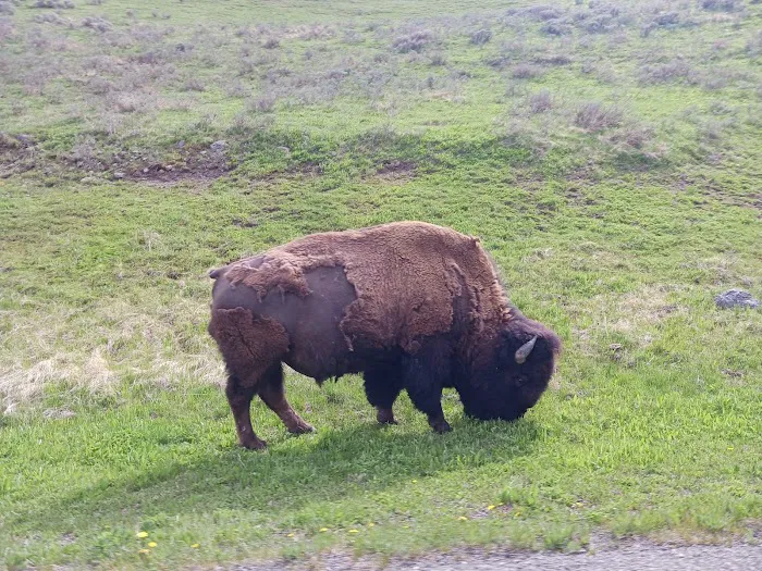 Buffalo Crossing RV Park Picture 4