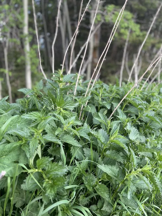 Jared's Wild Rose Ranch RV park Picture 4