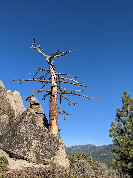 Tahoe Verde Picture 4