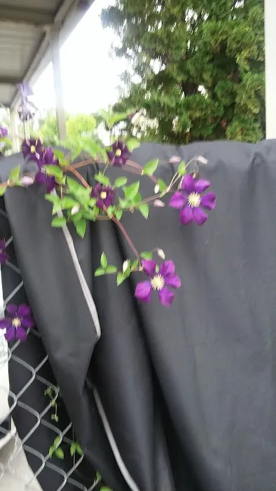 Silver State Mobile Home Park Picture 3