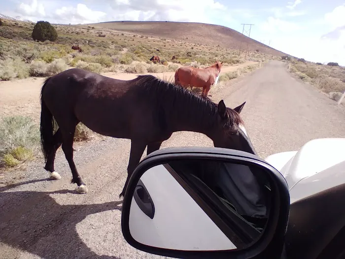 Lone Mountain Mobile Home Picture 4