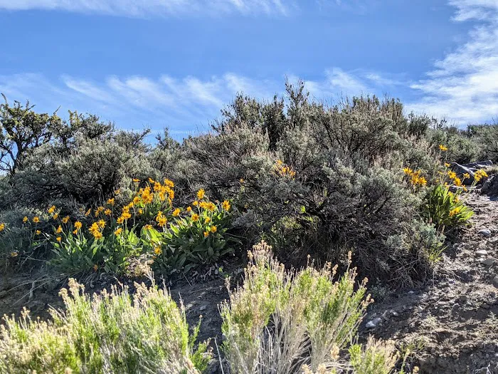 Lone Mountain Mobile Home Picture 1