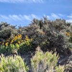 Lone Mountain Mobile Home