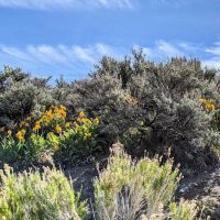 Lone Mountain Mobile Home ico