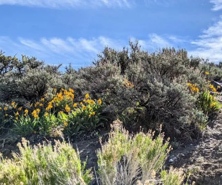 Lone Mountain Mobile Home