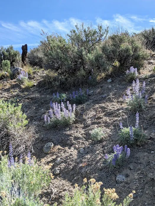 Lone Mountain Mobile Home Picture 6