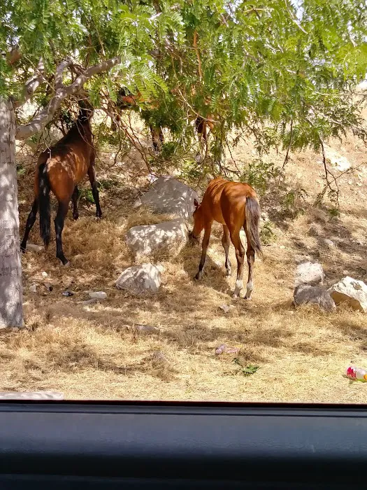 Carson Highlands Mobile Home Picture 6