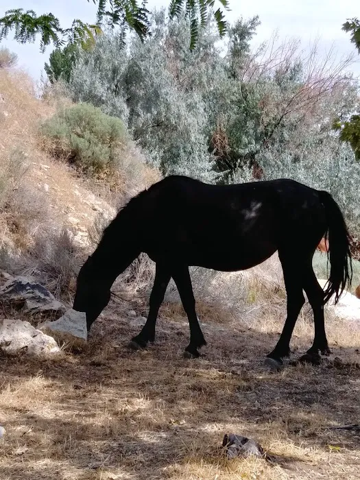 Carson Highlands Mobile Home Picture 3