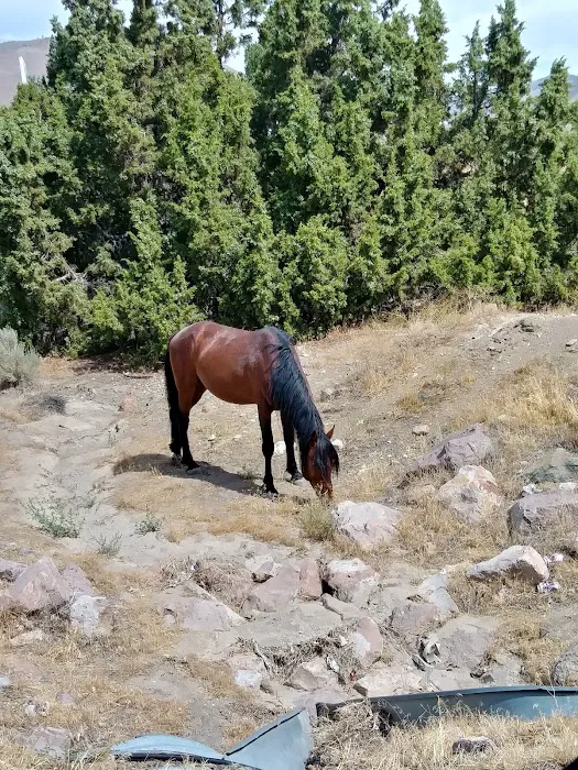 Carson Highlands Mobile Home Picture 7