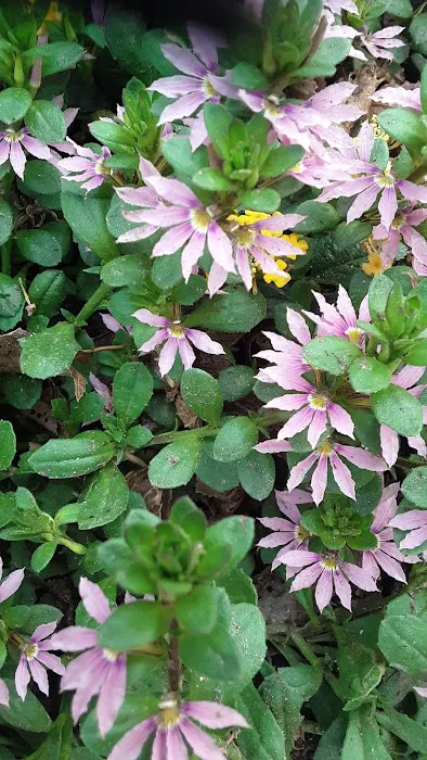 Shade Tree Village Mobile Home Park Picture 10