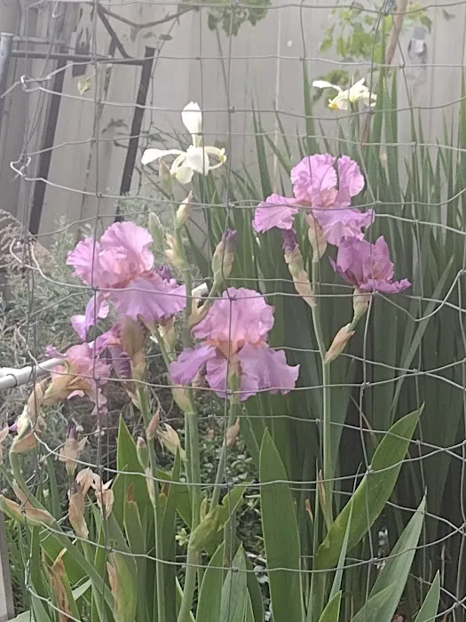 Shade Tree Village Mobile Home Park Picture 1