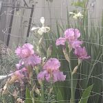 Shade Tree Village Mobile Home Park