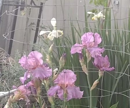 Shade Tree Village Mobile Home Park