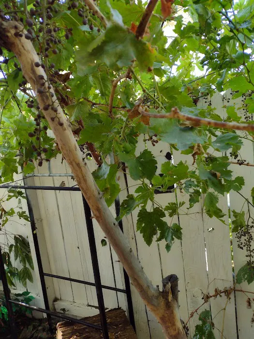 Shade Tree Village Mobile Home Park Picture 3