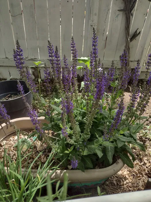 Shade Tree Village Mobile Home Park Picture 4