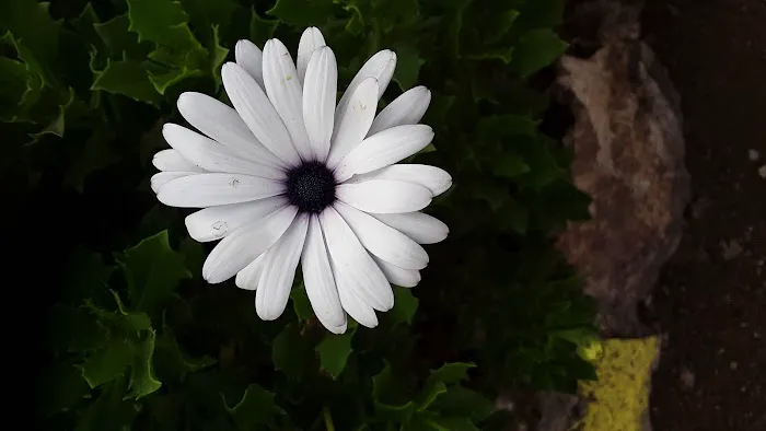 Shade Tree Village Mobile Home Park Picture 8