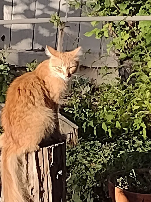 Shade Tree Village Mobile Home Park Picture 2