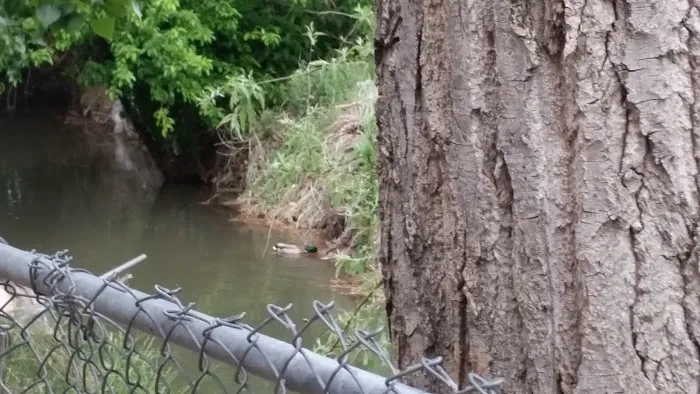 Oasis Mobile Estates Picture 1