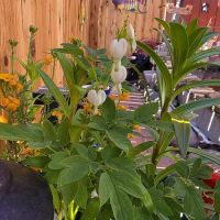 Reno Sierra Mobile Estates (North) ico