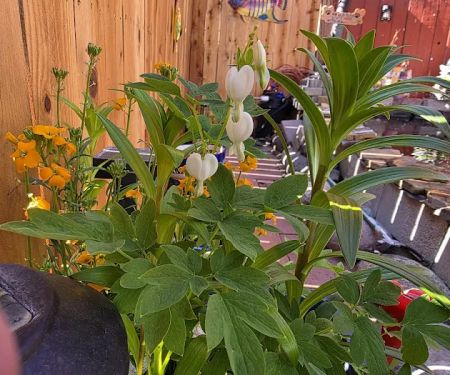 Reno Sierra Mobile Estates (North)