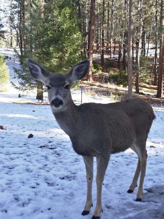 Sleepy Hollow RV Park Picture 6