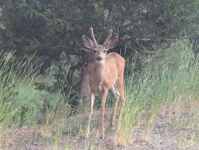 Sleepy Hollow RV Park Picture 10