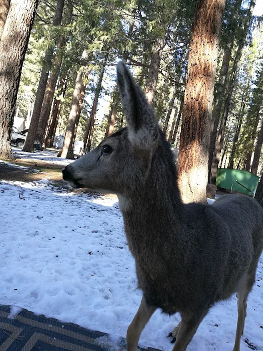 Sleepy Hollow RV Park Picture 5