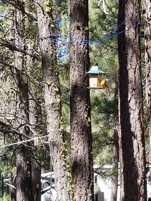 Feather River RV and Mobile Home Park Picture 7