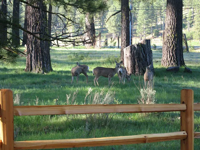 Clio's Rivers Edge RV Park Picture 6