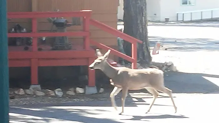 Eagle Ridge RV Park Picture 5