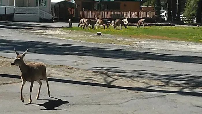 Eagle Ridge RV Park Picture 6