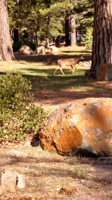 Lassen West RV and Airbnb Picture 2