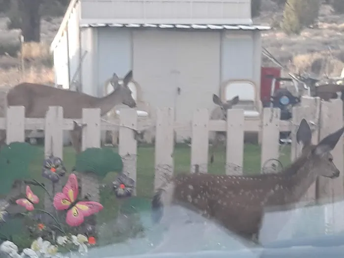 Pineview Mobile Home Park Picture 2