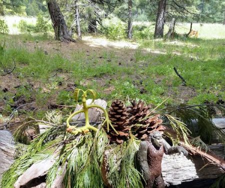 Volcano Country RV Park