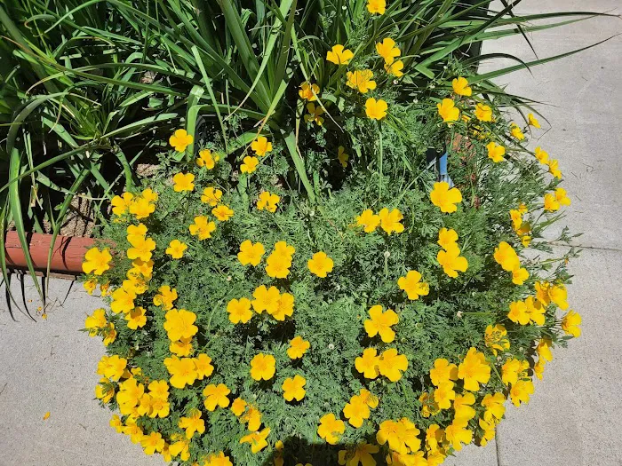 Susanville RV Resort Picture 5