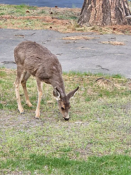 Eagle Lake RV Park Picture 7